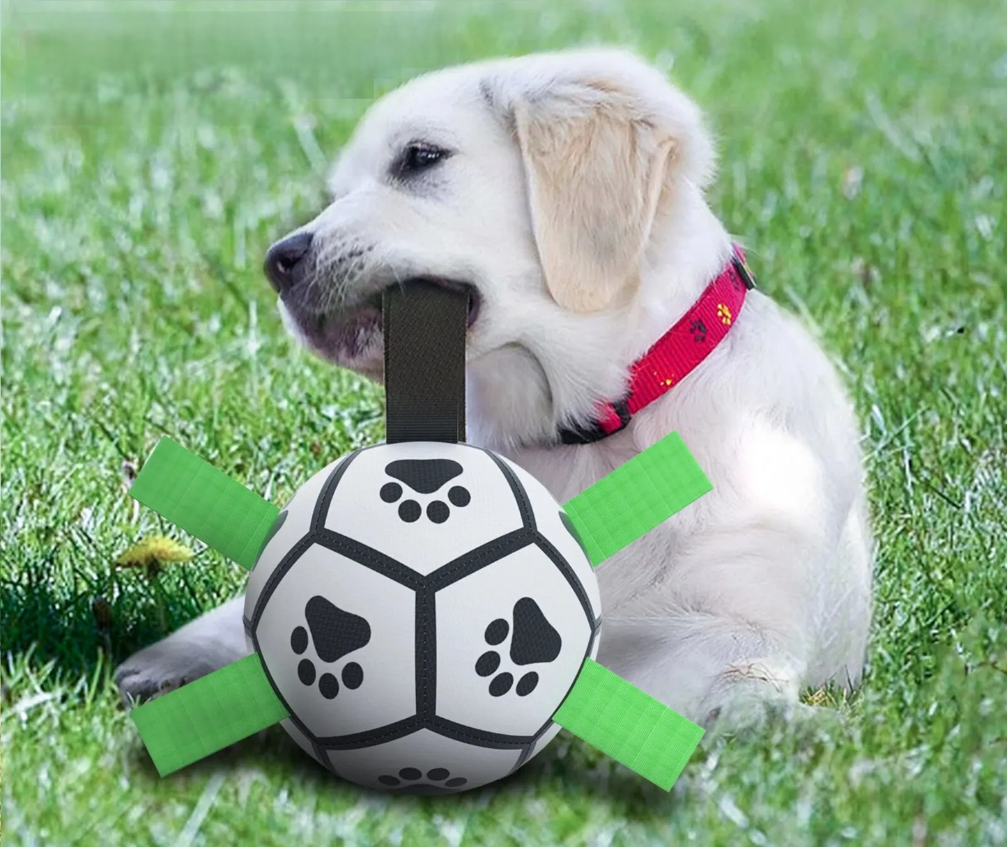 Pelota de juego para perros